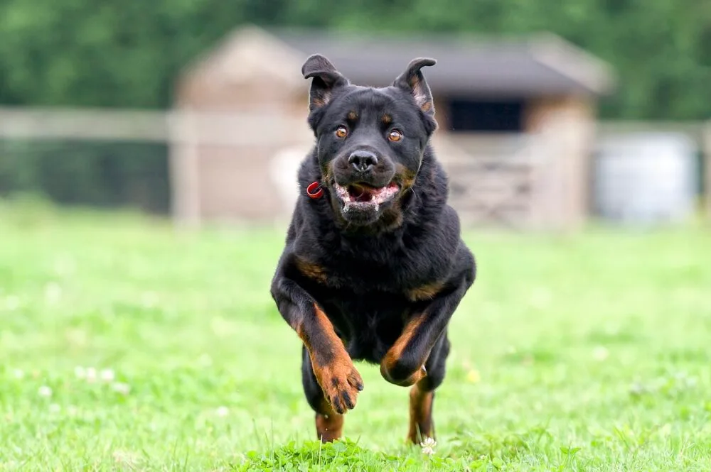 A black and brown dog with no leash running at the camera.