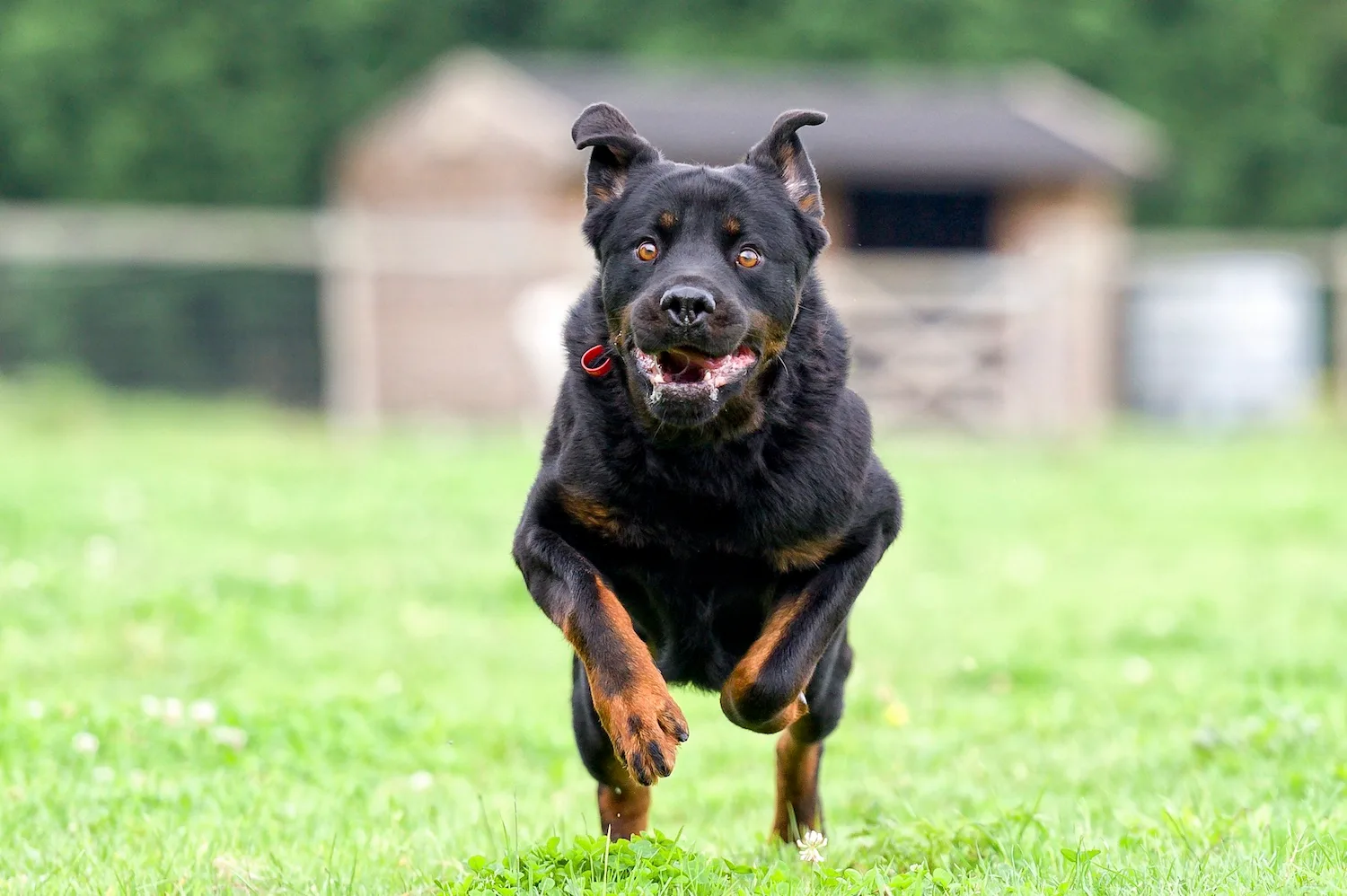 A black and brown dog with no leash running at the camera.