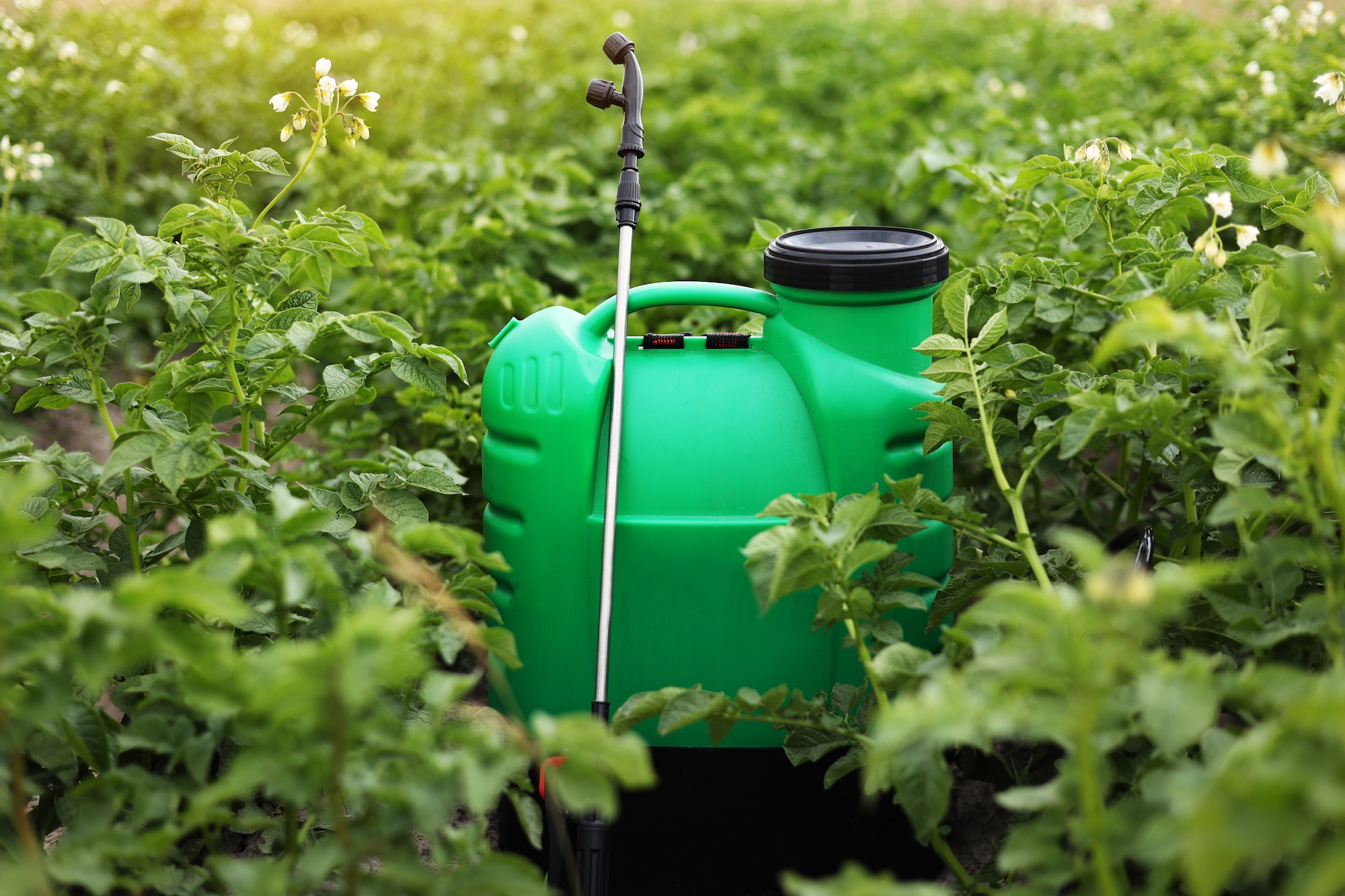 A green plastic spray bottle of pesticide sitting on the ground surrounded by weeds.