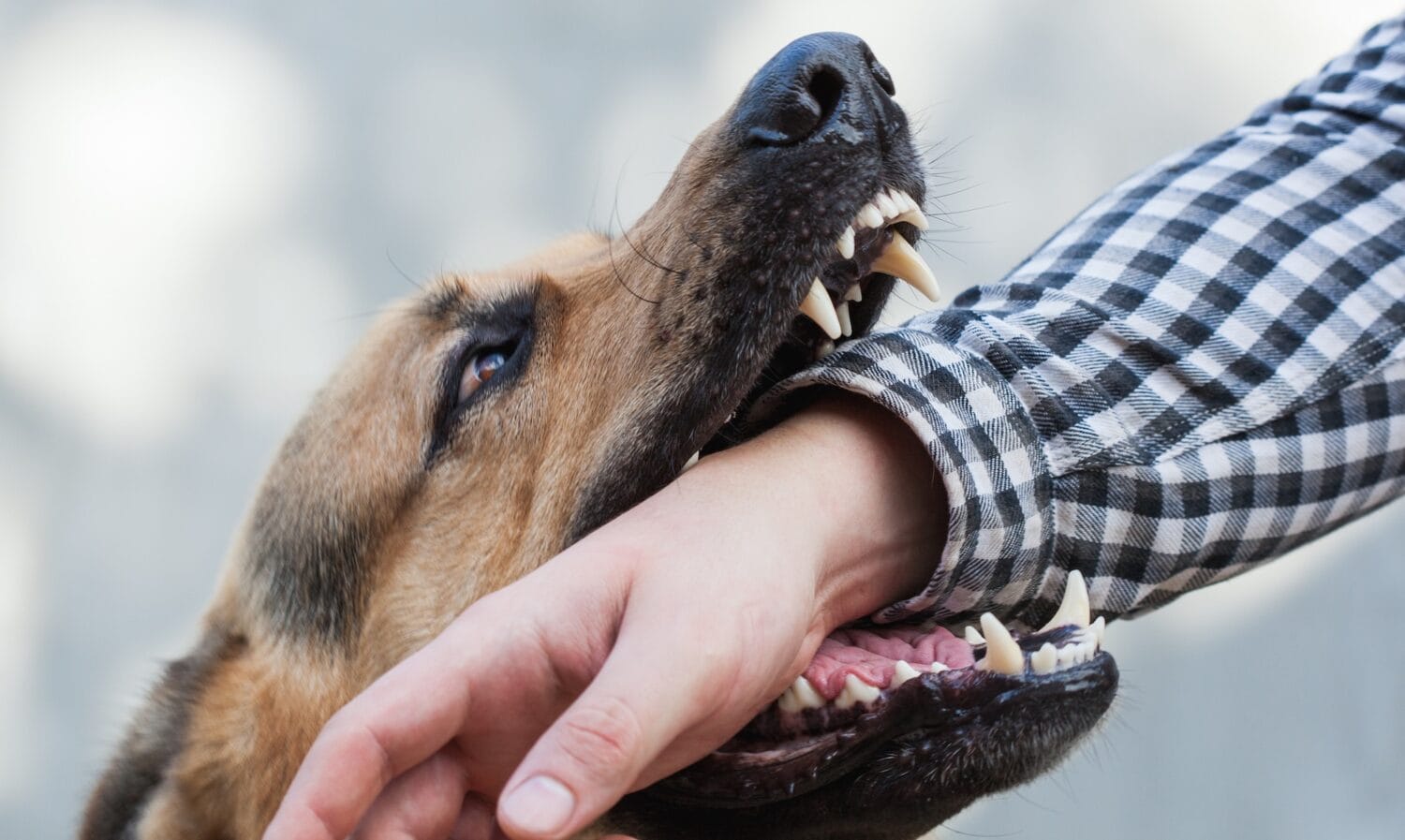 A German Shepherd dog biting a man’s hand.